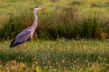 Héron cendré (Ardea cinerea - Grey Heron)