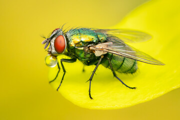 Green bottle fly making bubble while standing on a yellow leaf with blurred background
