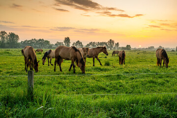 Chevaux Henson en pâture au soleil levant