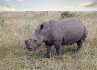Fototapeta premium rhino in the wild