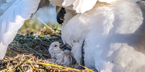 Cygne tuberculé (Cygnus olor, Mute Swan) - éclosion des oeufs