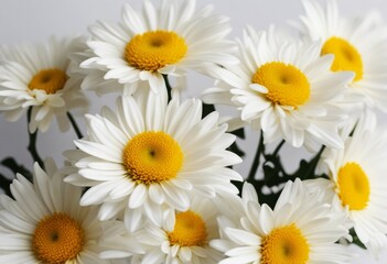 Fototapeta premium pattern summer flowers nature spring border yellow white flower daisy chrysanthemum background chrysanthemums