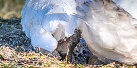 Cygne tubercul&eacute; (Cygnus olor, Mute Swan) - &eacute;closion des oeufs
