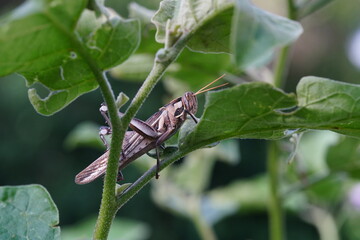 Grasshoppers are found in vegetable plots.