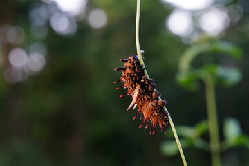 Troides aeacus is eating plant leaves.
