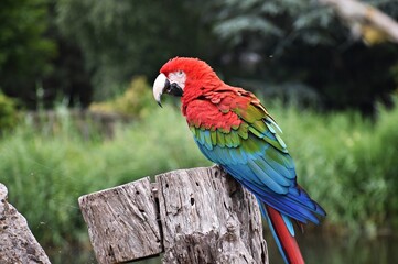 A beautiful colorful parrot, Scarlet macaw or Ara macao, on a piece of wood.