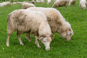 Domesticated sheep grazes in the meadow