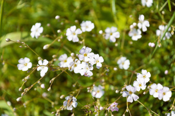 Beautiful white flowers of Gypsophila repens, the alpine gypsophila, close-up. creeping baby's breath.