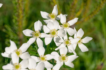 Obraz premium Beautiful white flowers of Anemonastrum narcissiflorum in the mountains. the narcissus anemone.