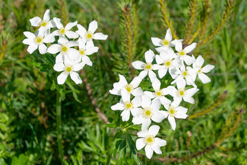 Beautiful white flowers of Anemonastrum narcissiflorum in the mountains. the narcissus anemone.