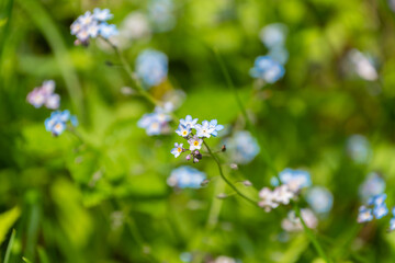 Beautiful blue flowers of Myosotis decumbens in a meadow