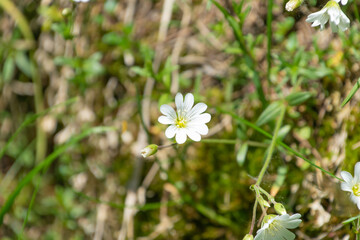 Beautiful white flowers of Cerastium arvense. field mouse-ear, field chickweed.