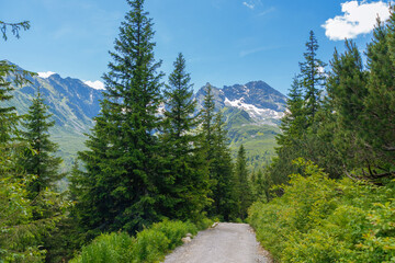 Fototapeta premium Path in the mountains. Summer landscape in the Tatras, Poland.