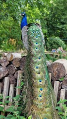 Obraz premium The Indian peafowl or Pavo cristatus, standing on a stack of logs, back view.