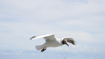 Black headed gull flying through the air over a local pebble beach at Cold Knap in Barry Wales. With copy space