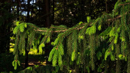 Branch of Norway spruce Viminalis with new shoots
