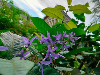 flowers on a balcony