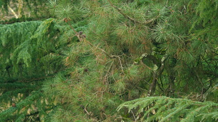The Wind Sways The Pine Branches In A Wild Woodland. Long Needles Sways In The Wind. Static.