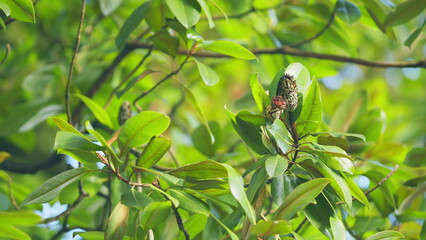 Magnolia Cone On Branch With Green Leaves. Magnolia Tree Exhibits Seed Pods. Close up.