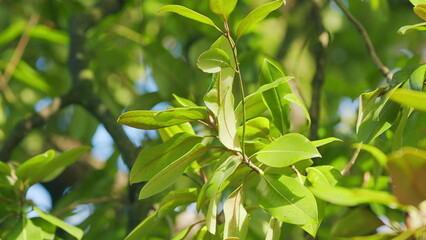 Magnolia Grandiflora Green Leaves. Tree Of Family Magnoliaceae Native To Southeastern United States. Bokeh.