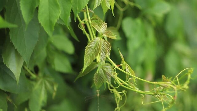 hedge of green wild grapes, Virginia creeper in garden close-up