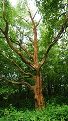 Dead tree