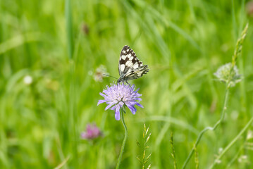 Marbled White (Melanargia galathea) butterfly sitting on a small scabious in Zurich, Switzerland