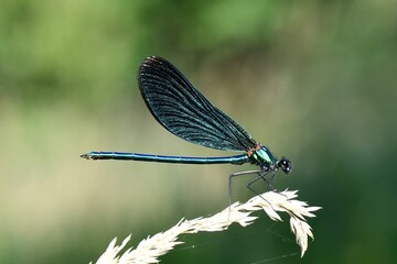 Eine junge blaue Libelle 