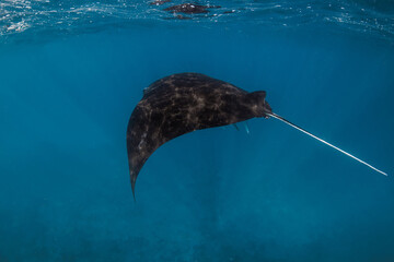 Giant manta ray fish swims in ocean. Snorkeling with sting ray fish in blue sea © artifirsov