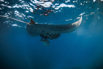 Manta ray fish swimming underwater. Big fish in tropical blue sea © artifirsov