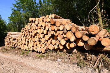 Baumst&auml;mme lagern am Wegesrand im Wald