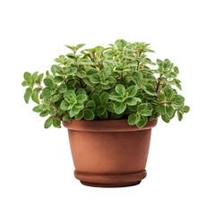 Fototapeta premium Indoor Plants with Decorative Pots, isolated on transparent background, cutout(png) 