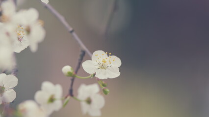 Flowering Plum Tree. Young Small Cherry Flowers On Branches. Purple Leaf Plum Flower In Sunlight.