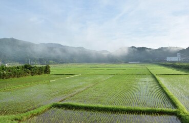 朝の田園