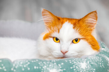 white cat with red spots lies in a bed, close-up. cat with a red head in a bed. cat bed.