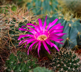 Lobivia sp. -  cactus blooming in spring in a botanical collection