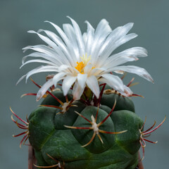 Thelocactus sp. - A cactus blooming with white flowers