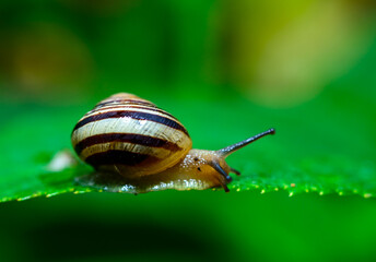 Cepaea vindobonensis - crawling land lung mollusk with a yellow body
