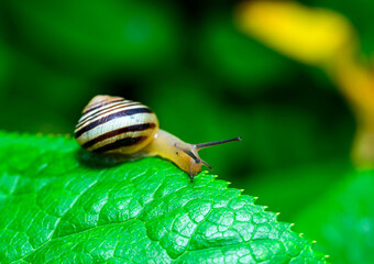 Cepaea vindobonensis - crawling land lung mollusk with a yellow body