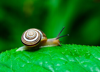 Cepaea vindobonensis - crawling land lung mollusk with a yellow body