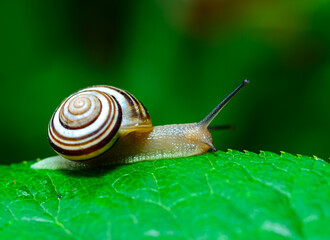 Cepaea vindobonensis - crawling land lung mollusk with a yellow body