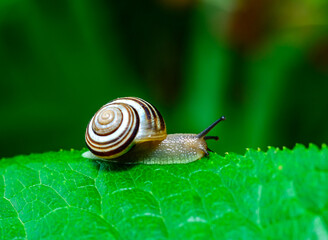 Cepaea vindobonensis - crawling land lung mollusk with a yellow body