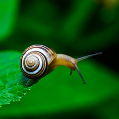 Cepaea vindobonensis - crawling land lung mollusk with a yellow body