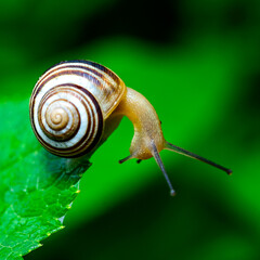 Cepaea vindobonensis - crawling land lung mollusk with a yellow body