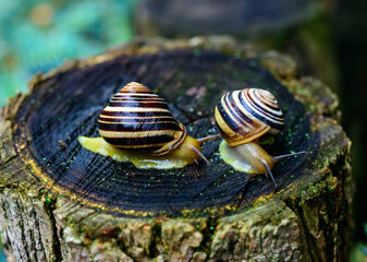 Cepaea vindobonensis - gastropod lungworm crawling on a tree stump after rain