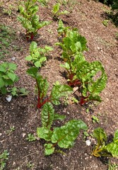 swiss chard in the garden