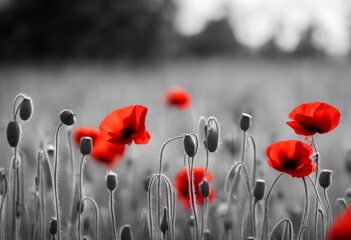 Obraz premium and field nature meadow poppies flower black spring wild summer poppy panorama white