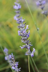 Single Lavender