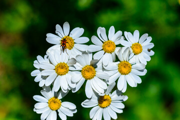 Stenurella (Priscostenurella) bifasciata - brown beetle collects pollen on flowering Pyrethrum