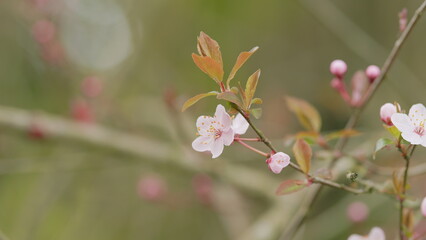 Obraz premium First Spring Flowers Bloom On Trees. Plums Are Blooming In Park. Floral Background.